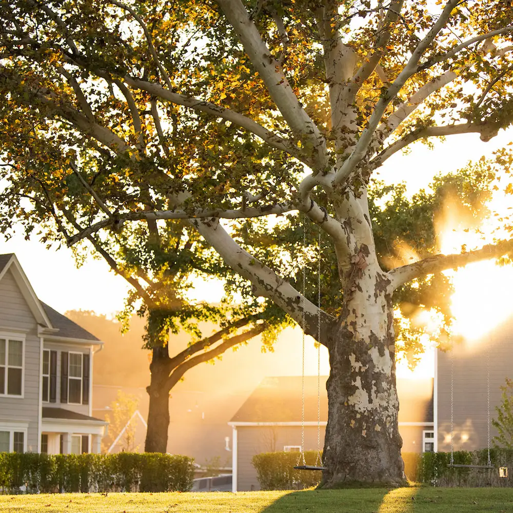 The Big Tree